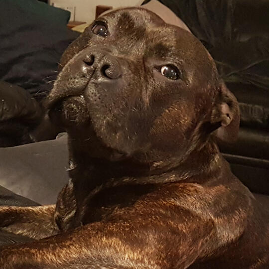 Bossi - My Meditation & Love Unconditionally except when it comes to biscuits!! My Gem - The Best Boy